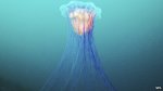 lions_mane_jellyfish